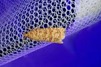 Lozotaeniodes formosana