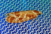 Rhyacionia pinicolana