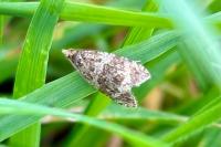 Celypha lacunana