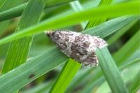 Celypha lacunana