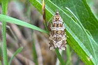 Celypha rivulana