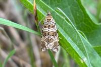 Celypha rivulana