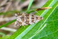 Celypha rivulana
