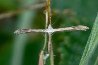 Stenoptilia
