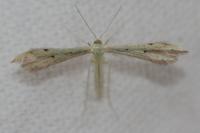 Adaina microdactyla
