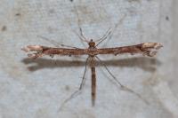 Amblyptilia acanthadactyla