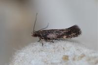 Aproaerema anthyllidella