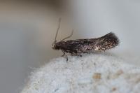 Aproaerema anthyllidella