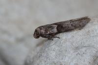 Blastobasis