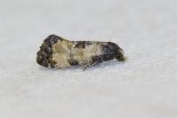 Neocochylis dubitana