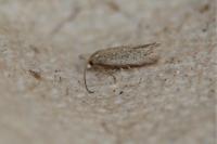 Trifurcula