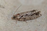 Zeiraphera isertana