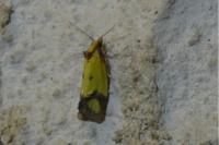 Agapeta zoegana