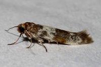Enolmis acanthella