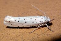 Yponomeuta