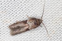 Blastobasis glandulella