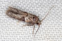 Blastobasis glandulella