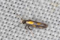 Euspilapteryx auroguttella