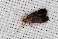 Lecithocera nigrana