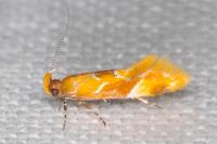 Epicallima formosella