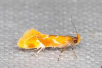 Epicallima formosella