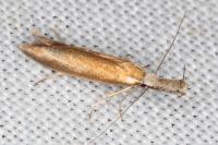 Pleurota aristella