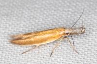 Pleurota aristella