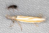 Pleurota honorella/tabelli