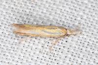 Pleurota honorella/tabelli