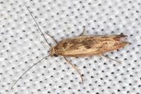 Scythris limbella