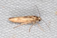 Scythris limbella