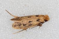 Anomalotinea liguriella