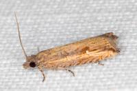 Bactra venosana
