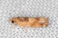 Crocidosema plebejana