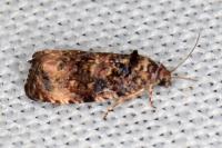 Endothenia gr. gentianaeana