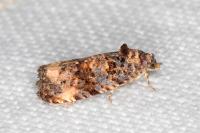 Endothenia gr. gentianaeana