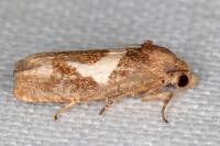 Epiblema foenella
