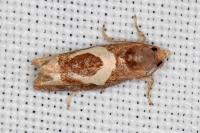 Epiblema foenella
