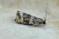 Celypha lacunana