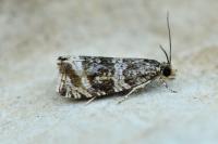 Celypha lacunana