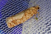 Lozotaeniodes formosana