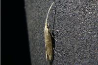 Coleophora