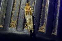 Eucosma gr. cana