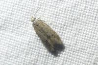 Teleiodes vulgella