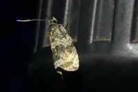 Celypha lacunana