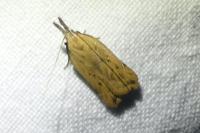 Dichomeris limosella