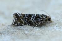 Celypha rivulana