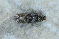 Celypha rivulana