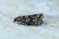 Celypha rivulana