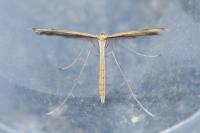 Stenoptilia bipunctidactyla